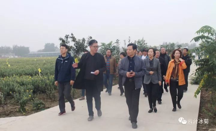 云臺(tái)冰菊基地發(fā)生了什么？一批批領(lǐng)導(dǎo)專(zhuān)家團(tuán)隊(duì)前來(lái)！